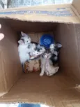 Nao tem