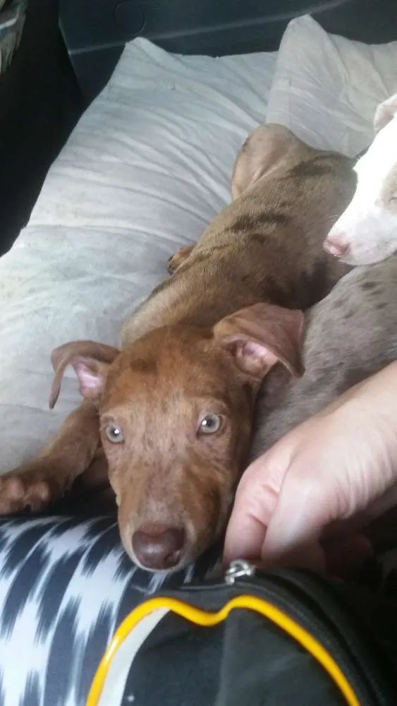 Cachorro ra a  idade 2 a 6 meses nome Ray