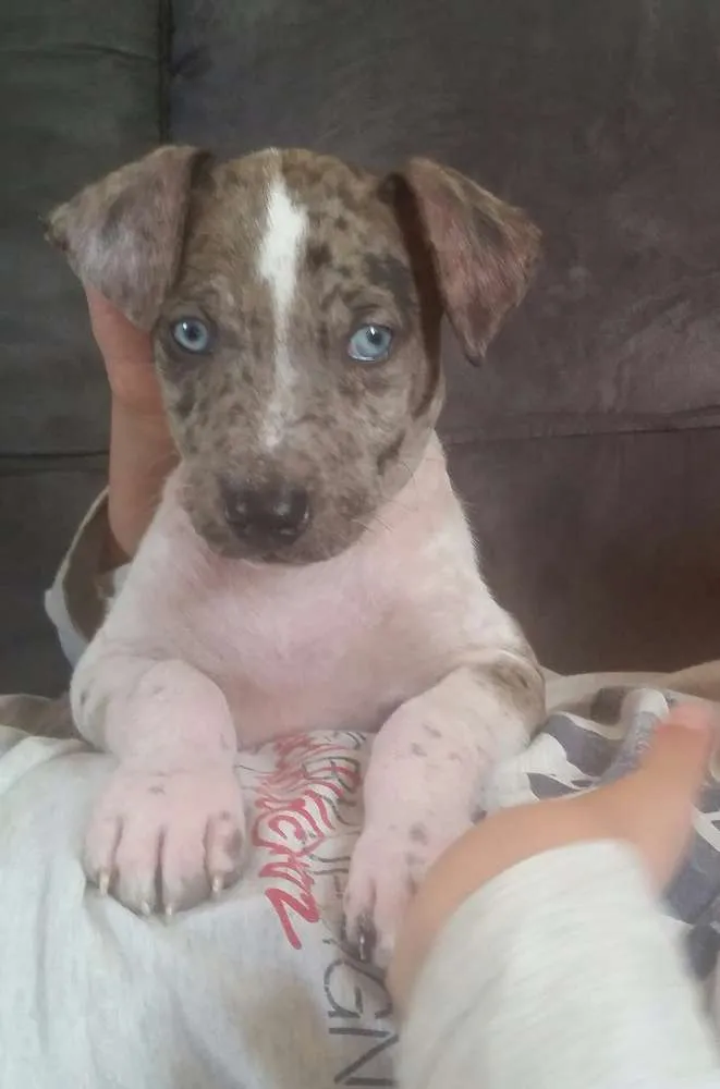 Cachorro ra a  idade Abaixo de 2 meses nome Jhony