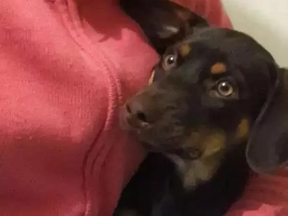 Cachorro ra a Vira-lata  idade 2 a 6 meses nome Scooby
