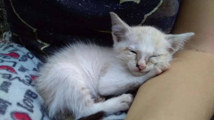 Gato ra a vira lata idade 2 a 6 meses nome Conrado