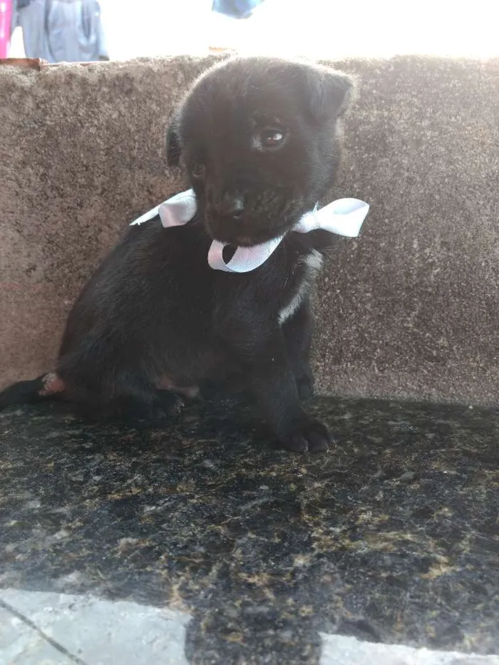 Cachorro ra a Sem Raça Definida idade Abaixo de 2 meses nome Sem nome ainda