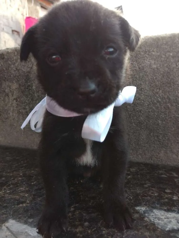 Cachorro ra a Sem Raça Definida idade Abaixo de 2 meses nome Sem nome ainda