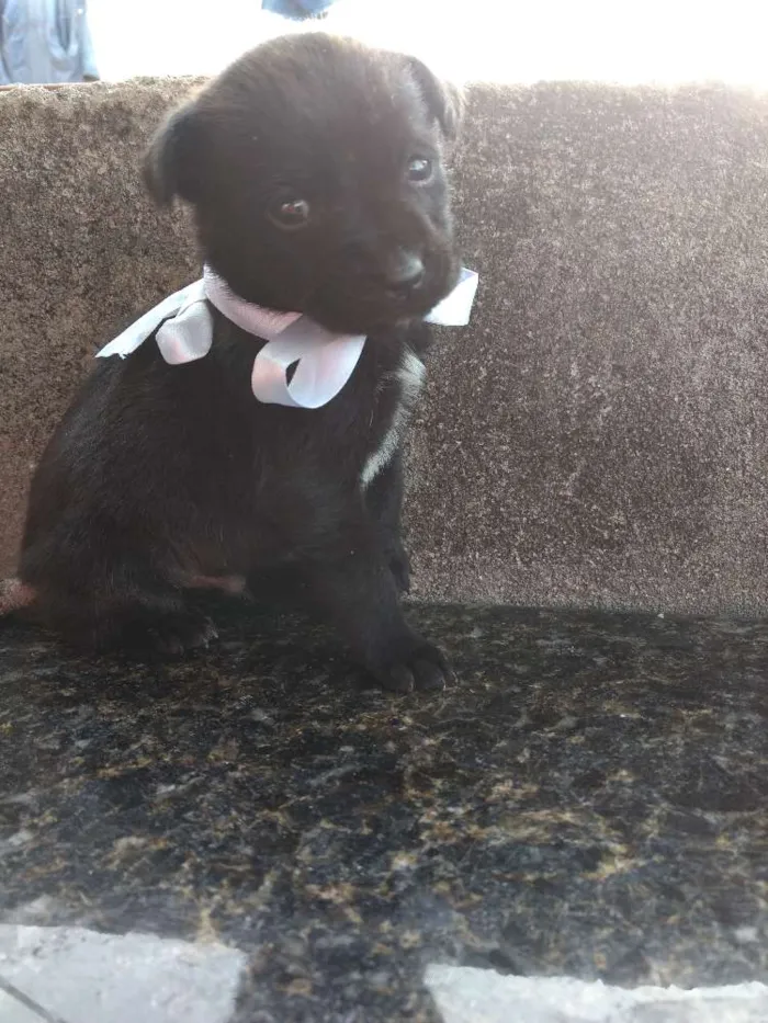 Cachorro ra a Sem Raça Definida idade Abaixo de 2 meses nome Sem nome ainda