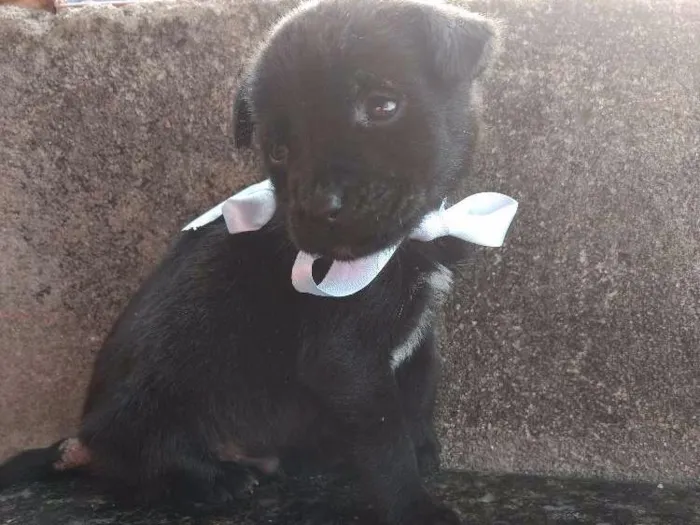 Cachorro ra a Sem Raça Definida idade Abaixo de 2 meses nome Sem nome ainda