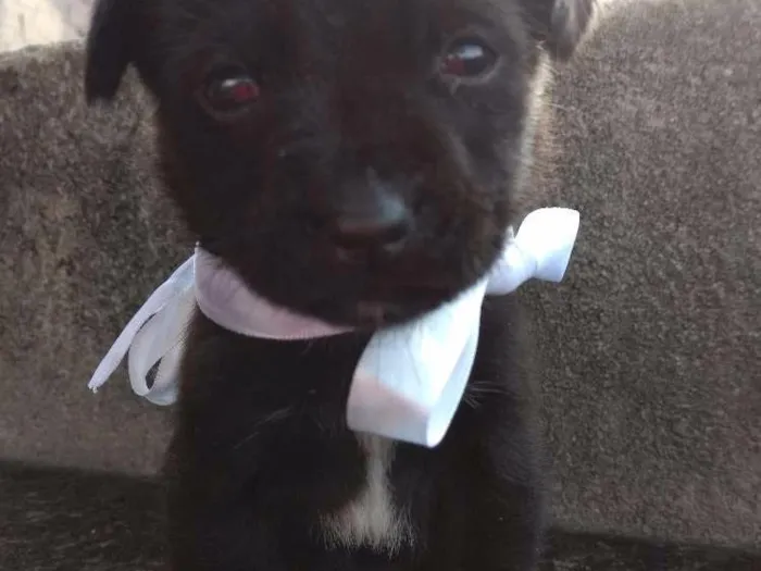 Cachorro ra a Sem Raça Definida idade Abaixo de 2 meses nome Sem nome ainda