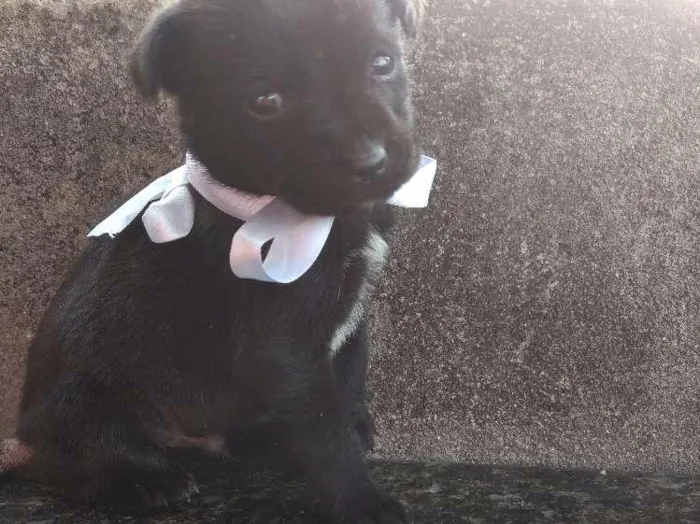 Cachorro ra a Sem Raça Definida idade Abaixo de 2 meses nome Sem nome ainda