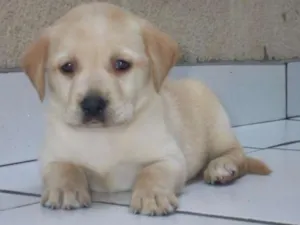 Cachorro raça Labrador idade 2 a 6 meses nome Luke