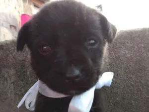 Cachorro raça Sem Raça Definida idade Abaixo de 2 meses nome Sem nome ainda