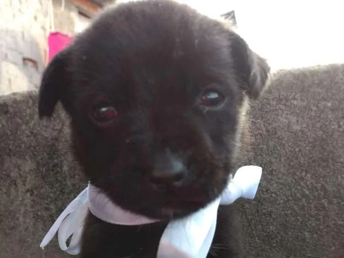 Cachorro ra a Sem Raça Definida idade Abaixo de 2 meses nome Sem nome ainda