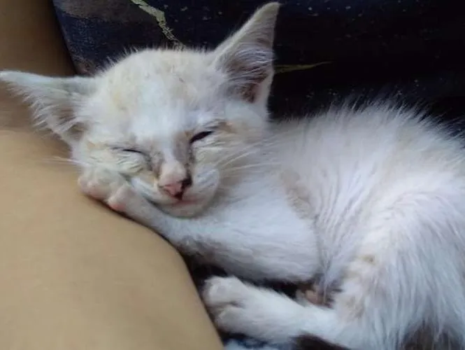 Gato ra a vira lata idade 2 a 6 meses nome Conrado