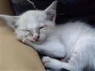 Gato raça vira lata idade 2 a 6 meses nome Conrado