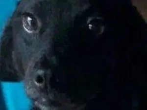 Cachorro raça Srd idade 2 a 6 meses nome Sem nome