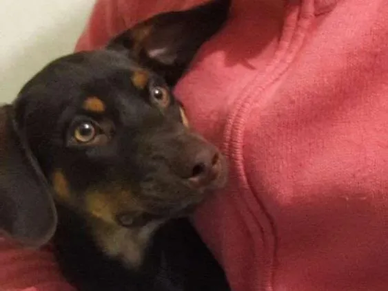 Cachorro ra a Vira-lata  idade 2 a 6 meses nome Scooby