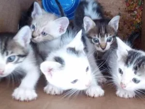 Gato raça Indefinida idade Abaixo de 2 meses nome Nao tem