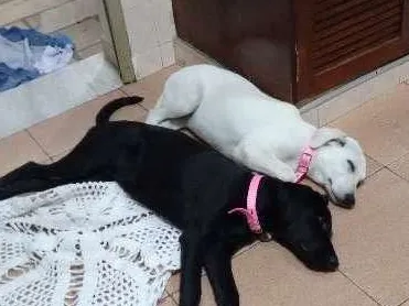 Cachorro ra a indefinida idade 7 a 11 meses nome Carlota e Joaquina
