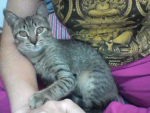 Gato raça Sem Raça Definida idade  nome Nina