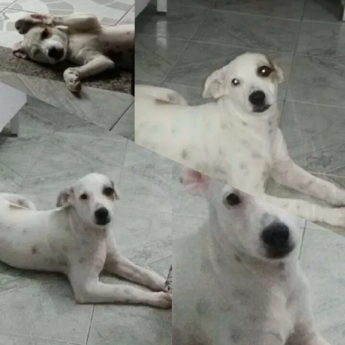 Cachorro raça Mestiça idade 7 a 11 meses nome Akira