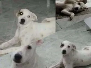 Cachorro raça Mestiça idade 7 a 11 meses nome Akira