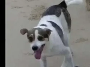 Cachorro raça vira lata idade 6 ou mais anos nome pingo