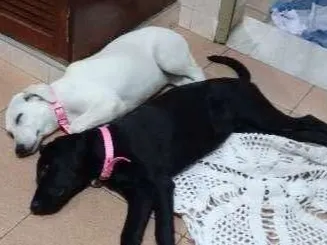 Cachorro ra a indefinida idade 7 a 11 meses nome Carlota e Joaquina