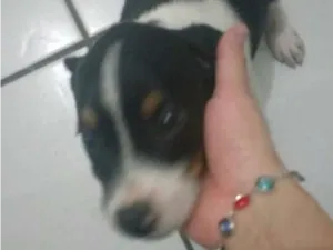 Cachorro raça SRD idade Abaixo de 2 meses nome NOME A DEFINIR