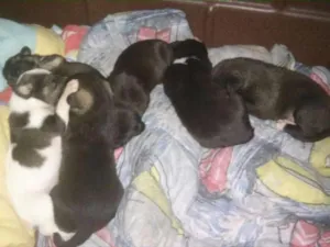 Cachorro raça NAO SEI idade 1 ano nome NAO SEI