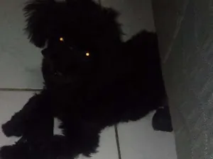 Cachorro raça Poodle idade 2 a 6 meses nome Pretinho