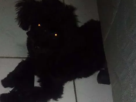 Cachorro ra a Poodle idade 2 a 6 meses nome Pretinho