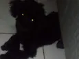 Pretinho