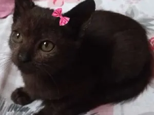 Gato raça SRD idade 2 a 6 meses nome Bombom
