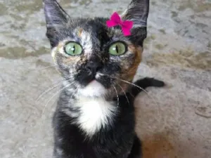 Gato raça SRD idade 1 ano nome Lupita