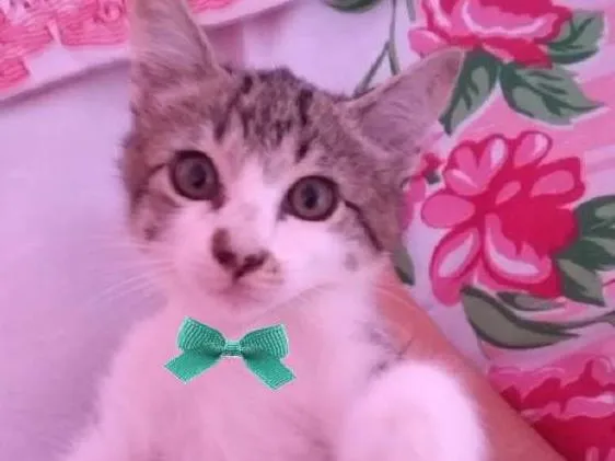 Gato ra a SRD idade 2 a 6 meses nome Oliver