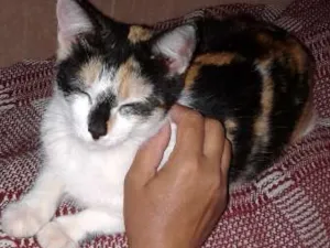 Gato raça VIRA LATA idade 1 ano nome LARA