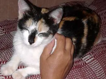 Gato ra a VIRA LATA idade 1 ano nome LARA