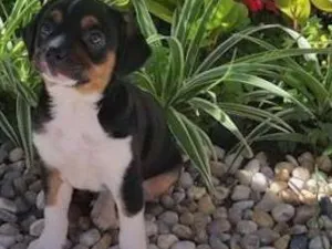 Cachorro raça Pinscher com basset idade Abaixo de 2 meses nome Jolli