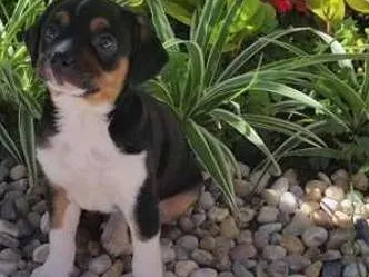 Cachorro ra a Pinscher com basset idade Abaixo de 2 meses nome Jolli
