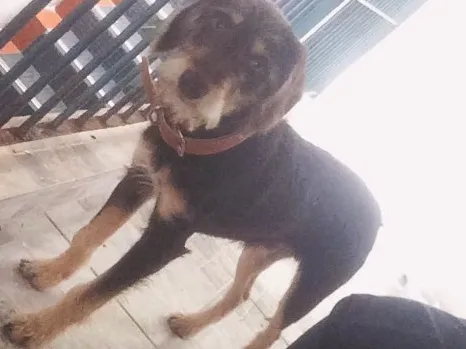 Cachorro ra a Mestiço idade 7 a 11 meses nome Toddy