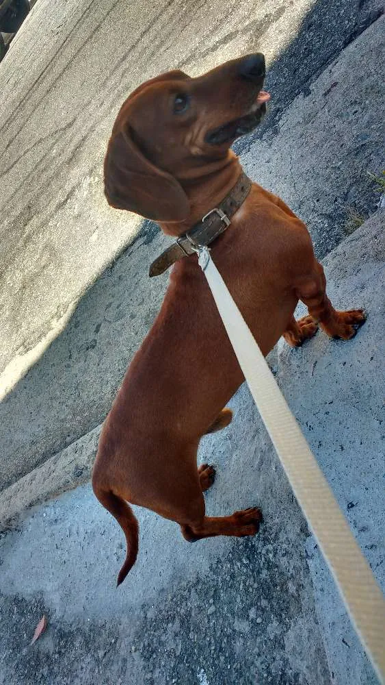 Cachorro ra a Basset (Dachshund) idade 5 anos nome Toddy