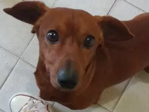 Cachorro raça Basset (Dachshund) idade 5 anos nome Toddy