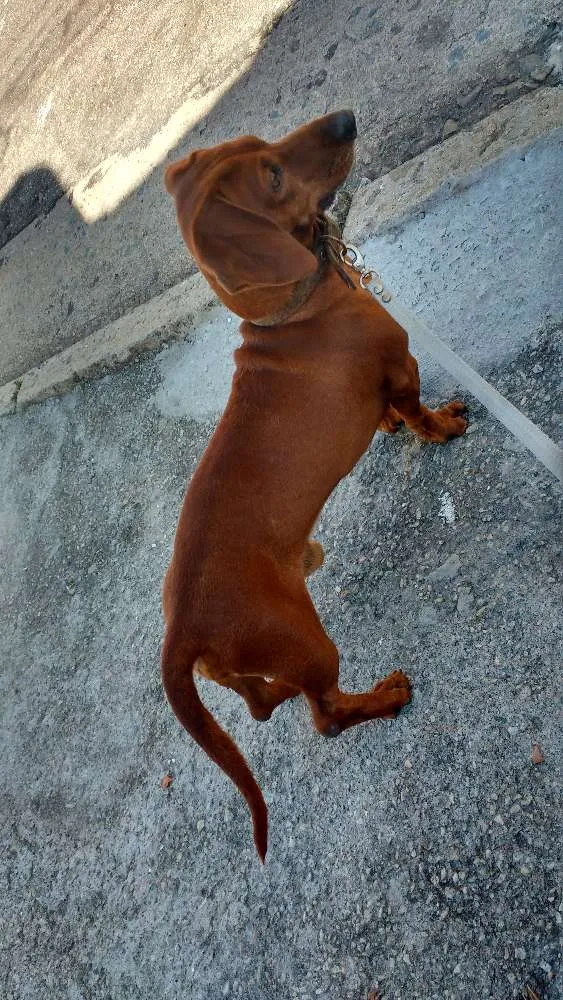 Cachorro ra a Basset (Dachshund) idade 5 anos nome Toddy