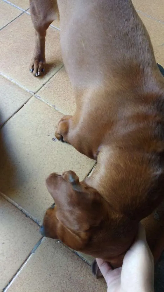 Cachorro ra a Basset (Dachshund) idade 5 anos nome Toddy