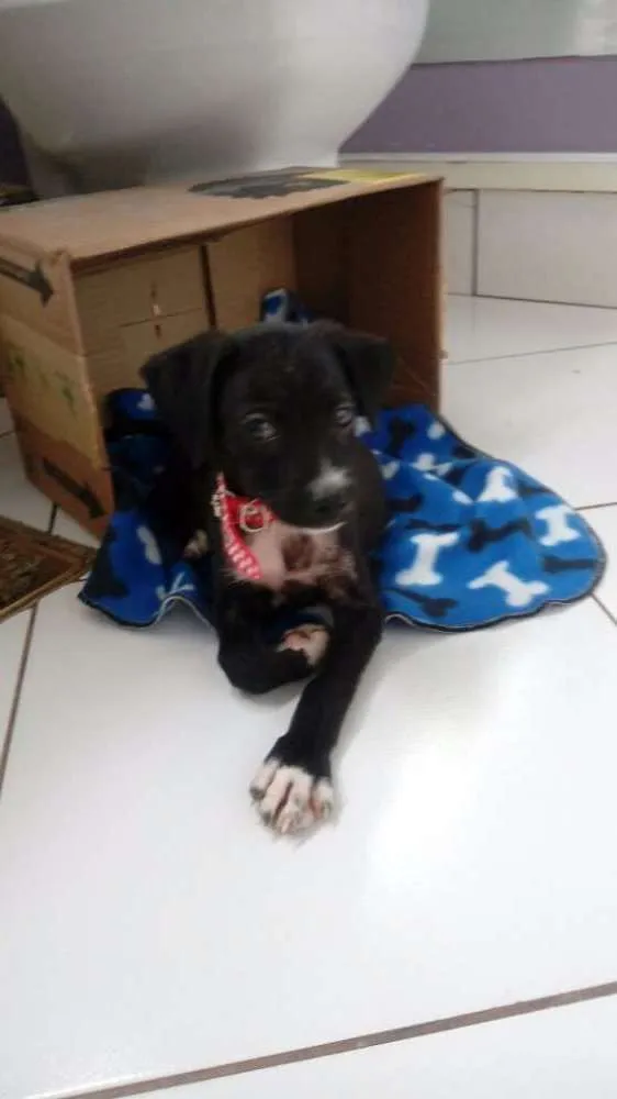 Cachorro raça SRD idade 2 a 6 meses nome Buba