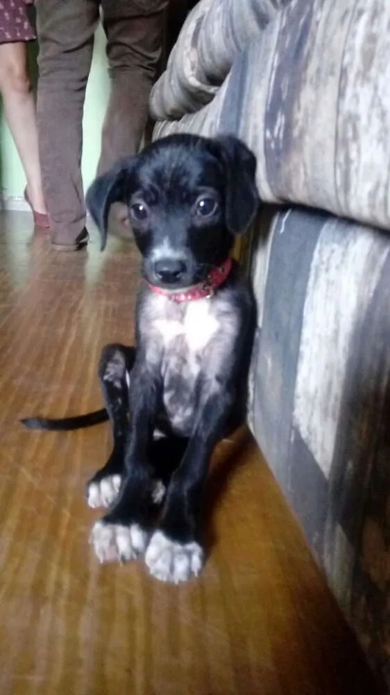 Cachorro raça SRD idade 2 a 6 meses nome Buba