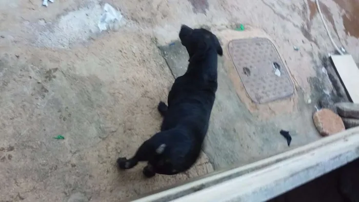 Cachorro ra a Rottweiler com pastor alemão  idade 2 a 6 meses nome Jade e Negão