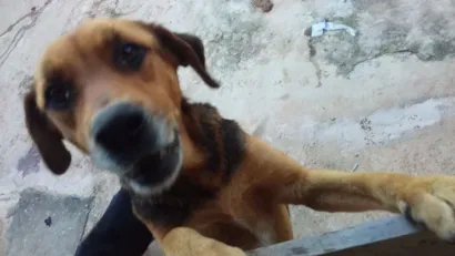 Cachorro raça Rottweiler com pastor alemão  idade 2 a 6 meses nome Jade e Negão