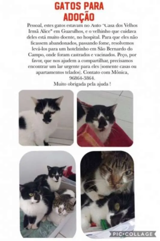 Gato raça indefinida idade 3 anos nome varios