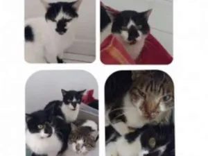 Gato raça indefinida idade 3 anos nome varios