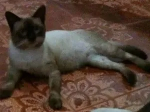 Gato raça CIAMÊS idade 3 anos nome FLORZINHA