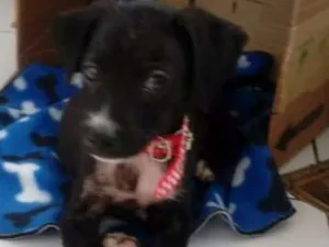 Cachorro raça SRD idade 2 a 6 meses nome Buba